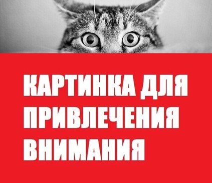 Изображение выглядит как текст, сова, кот, плакат